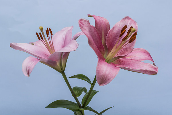 Pink Lilies 4 Picture Board by Steve Purnell