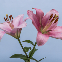 Buy canvas prints of Pink Lilies 4 by Steve Purnell