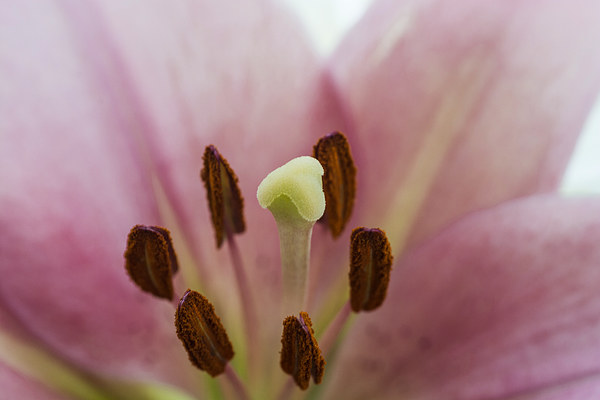 Pink Lily 1 Picture Board by Steve Purnell