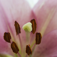 Buy canvas prints of Pink Lily 1 by Steve Purnell