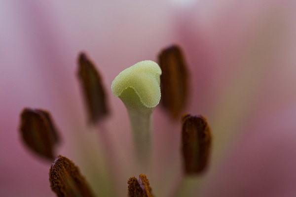 Pink Lily 2 Picture Board by Steve Purnell