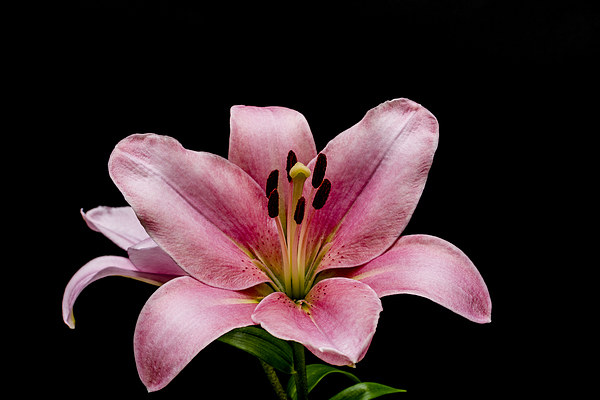 Fragile Beauty of Pink Lilies Picture Board by Steve Purnell