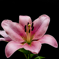 Buy canvas prints of Fragile Beauty of Pink Lilies by Steve Purnell