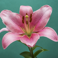 Buy canvas prints of Pink Lily 4 by Steve Purnell