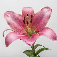 Buy canvas prints of Pink Lily 5 by Steve Purnell