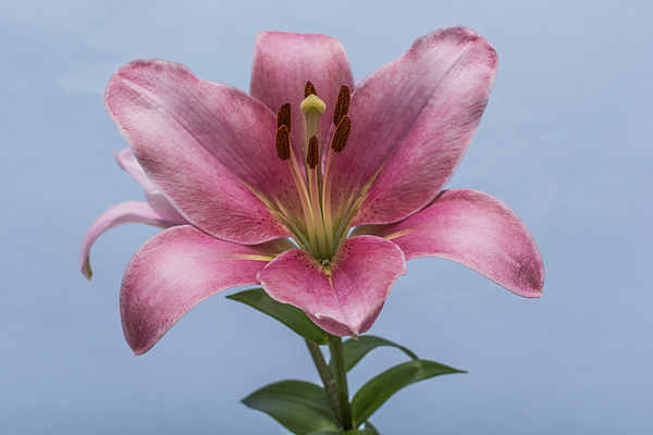 Pink Lily 6 Picture Board by Steve Purnell