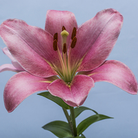 Buy canvas prints of Pink Lily 6 by Steve Purnell