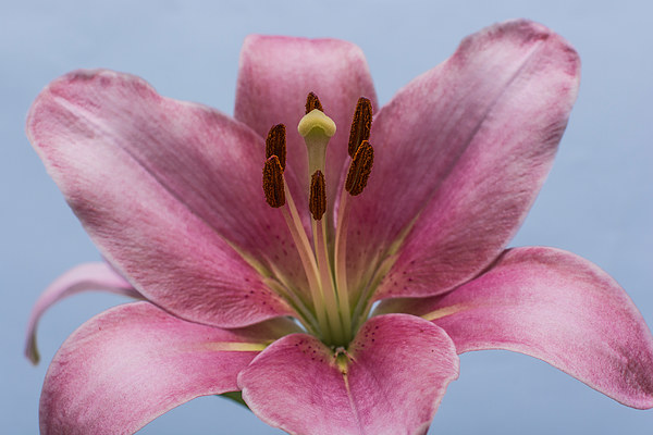 Pink Lily 7 Picture Board by Steve Purnell