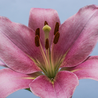 Buy canvas prints of Pink Lily 7 by Steve Purnell