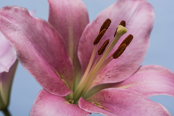 Pink Lily 9 Picture Board by Steve Purnell