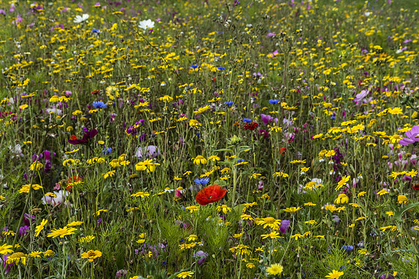 Wildflower Meadow Picture Board by Steve Purnell