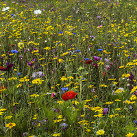 Buy canvas prints of Wildflower Meadow by Steve Purnell