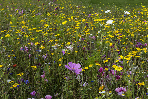 Wildflower Meadow 3 Picture Board by Steve Purnell