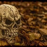 Buy canvas prints of Halloween Skull 1 by Steve Purnell
