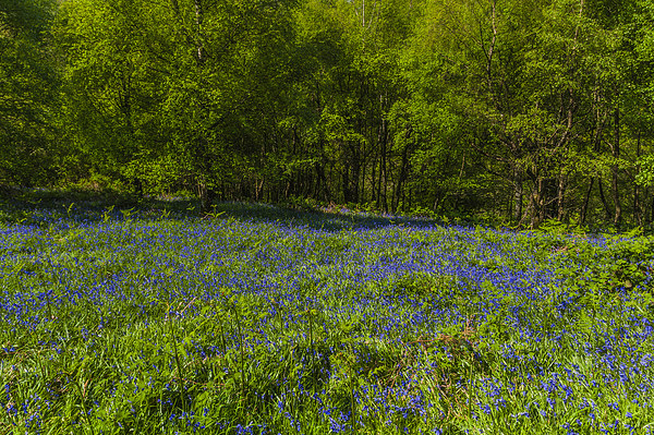 Bluebell Woods 1 Picture Board by Steve Purnell