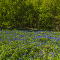 Buy canvas prints of Bluebell Woods 1 by Steve Purnell