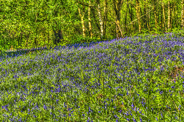 Bluebell Woods Painterly Picture Board by Steve Purnell