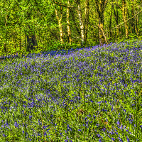 Buy canvas prints of Bluebell Woods Painterly by Steve Purnell