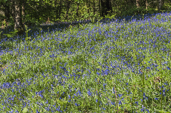 Bluebell Woods 2 Picture Board by Steve Purnell