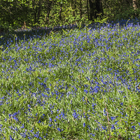 Buy canvas prints of Bluebell Woods 2 by Steve Purnell