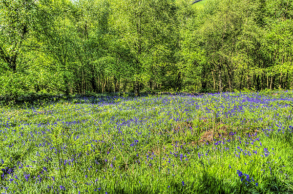 Bluebell Woods 3 Picture Board by Steve Purnell