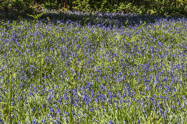  Bluebell Woods4 Picture Board by Steve Purnell