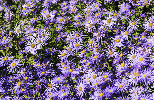Asters Picture Board by Steve Purnell