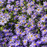 Buy canvas prints of Asters by Steve Purnell