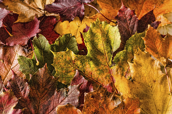 Autumn Leaves Picture Board by Steve Purnell
