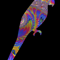 Buy canvas prints of Fractal Parrot on Black by Steve Purnell