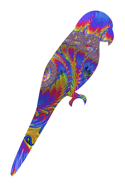 Fractal Parrot on White Picture Board by Steve Purnell