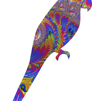 Buy canvas prints of Fractal Parrot on White by Steve Purnell