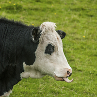 Buy canvas prints of Cheeky Cow by Steve Purnell