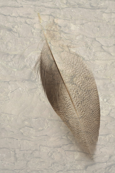 Bronze Mallard Feather Textured 2 Picture Board by Steve Purnell