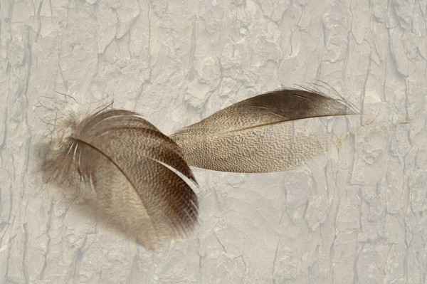 Bronze Mallard Feather Textured 4 Picture Board by Steve Purnell