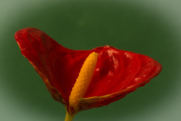 Flamingo Flower 1 Picture Board by Steve Purnell