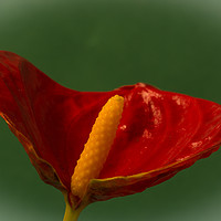 Buy canvas prints of Flamingo Flower 1 by Steve Purnell
