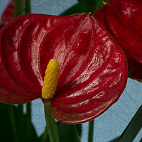 Buy canvas prints of Flamingo Flower 2 by Steve Purnell
