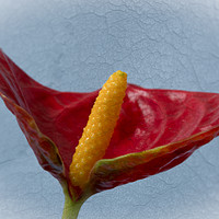Buy canvas prints of Flamingo Flower 3 by Steve Purnell