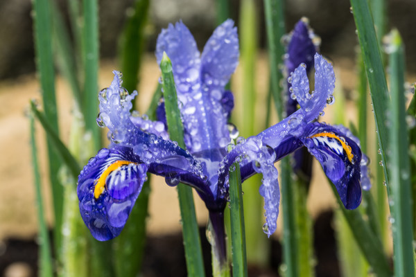 Iris With Raindrops 1 Picture Board by Steve Purnell