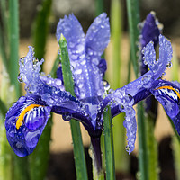 Buy canvas prints of Iris With Raindrops 1 by Steve Purnell