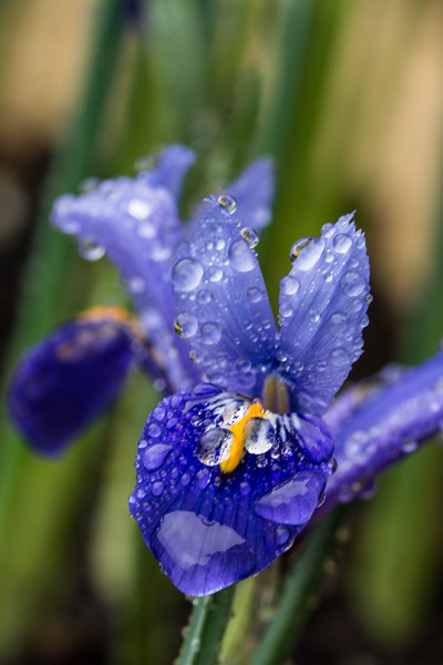 Iris With Raindrops 2 Picture Board by Steve Purnell
