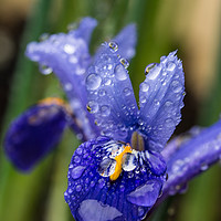 Buy canvas prints of Iris With Raindrops 2 by Steve Purnell
