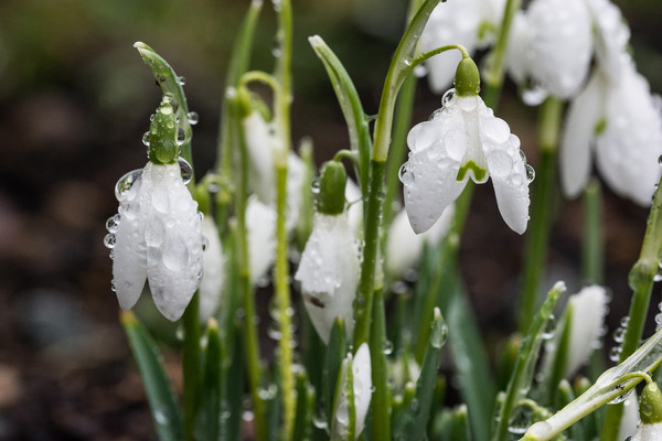 Raindrops On Snowdrops Picture Board by Steve Purnell
