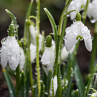 Buy canvas prints of Raindrops On Snowdrops by Steve Purnell