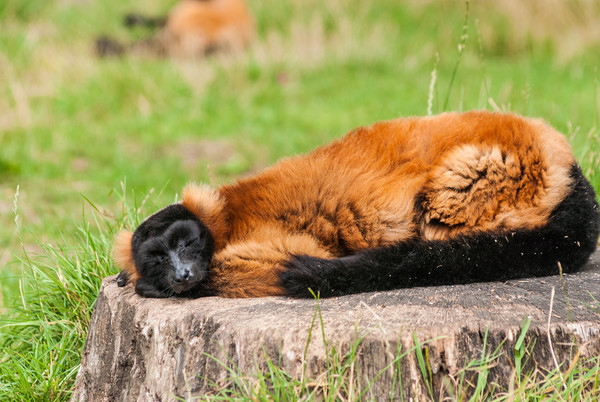 Red Ruffed Lemur Picture Board by Steve Purnell
