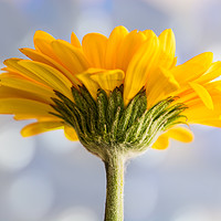 Buy canvas prints of Orange Gerbera Macro 3 by Steve Purnell