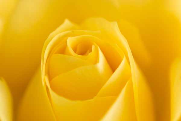 Yellow Rose Macro 1 Picture Board by Steve Purnell