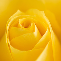 Buy canvas prints of Yellow Rose Macro 1 by Steve Purnell