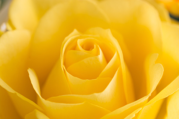 Yellow Rose Macro 2 Picture Board by Steve Purnell